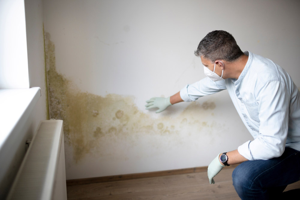 white wall with mold