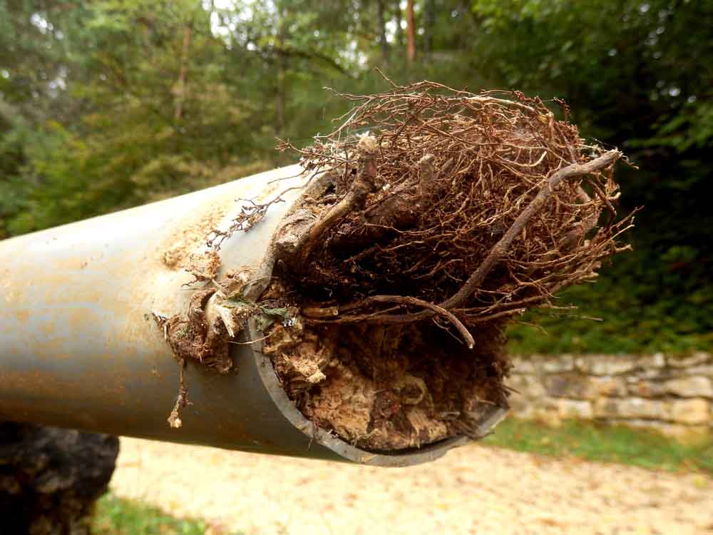 Blocked drainage pipe caused by ingress of tree roots Versailles, KY