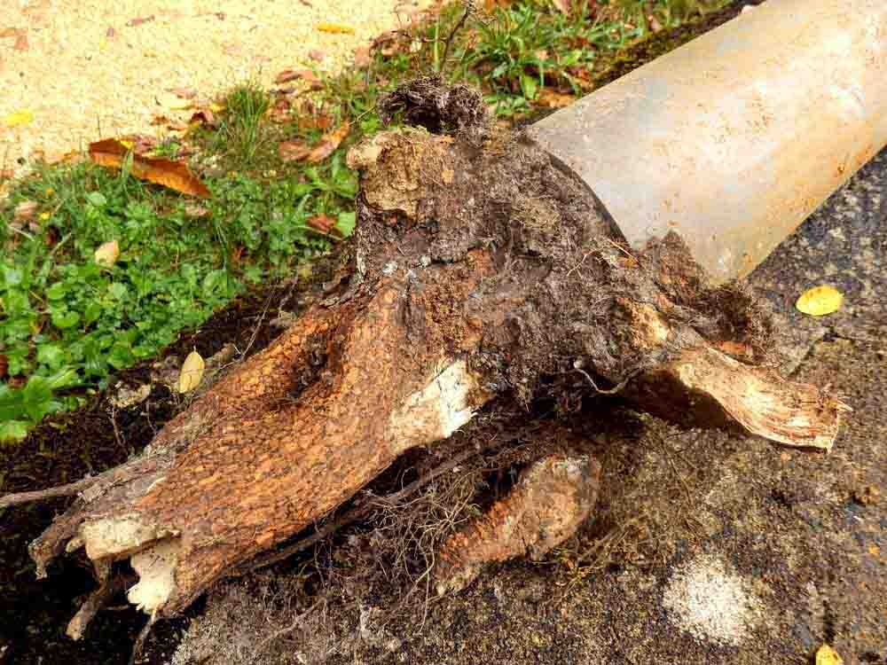 tree root pipe intrusion